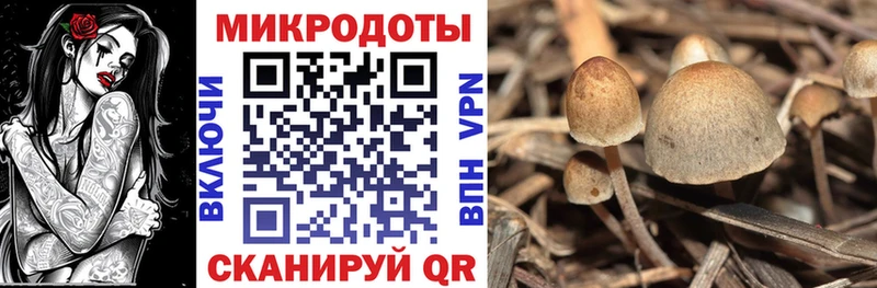 Галлюциногенные грибы Cubensis Морозовск